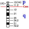 Idiograma del cromosoma 14