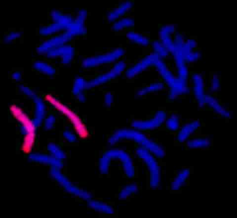 Sonda de pintado del cromosoma 4