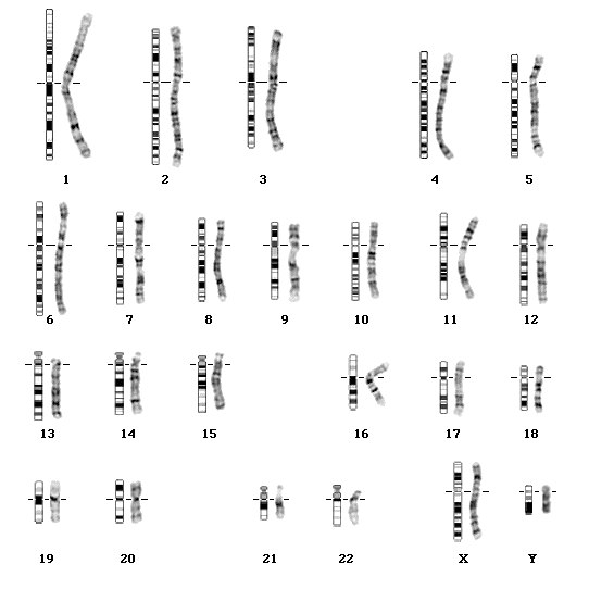 Idiogramas de cromosomas
