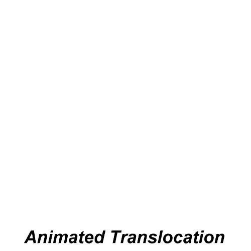 animación de translocación (5;8)