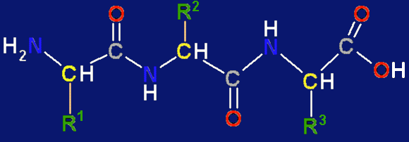formula of a tripeptide