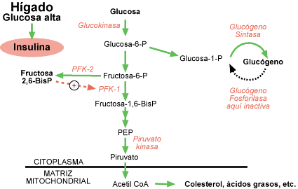 La insulina regula coordinadamente el metabolismo de la glucosa 