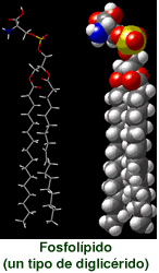 Molecular formula of a diglyceride (phospholipid)