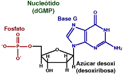 Chemical formula of a nucleotide 