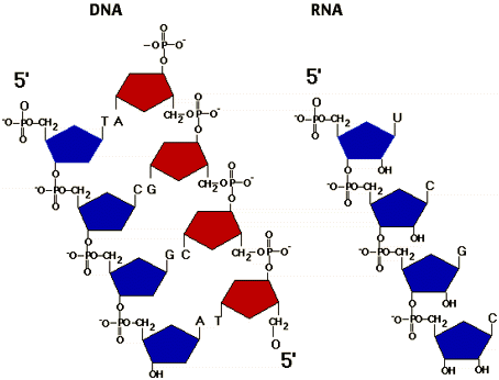 Diagram of a DNA
molecule on the left and and RNA molecule on the right