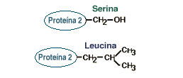Protein 2= serine C3H7NO3 and protein 2= leucine 
C6H13NO2