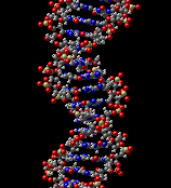 estructura del ADN
