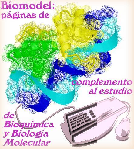 Biomodel: páginas de complemento al estudio de Bioquímica y Biología Molecular (imagen de portada)