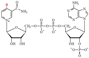 estructura del NADP