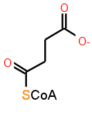 succinil coenzima A