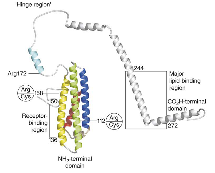 dominios en la proteína apoE