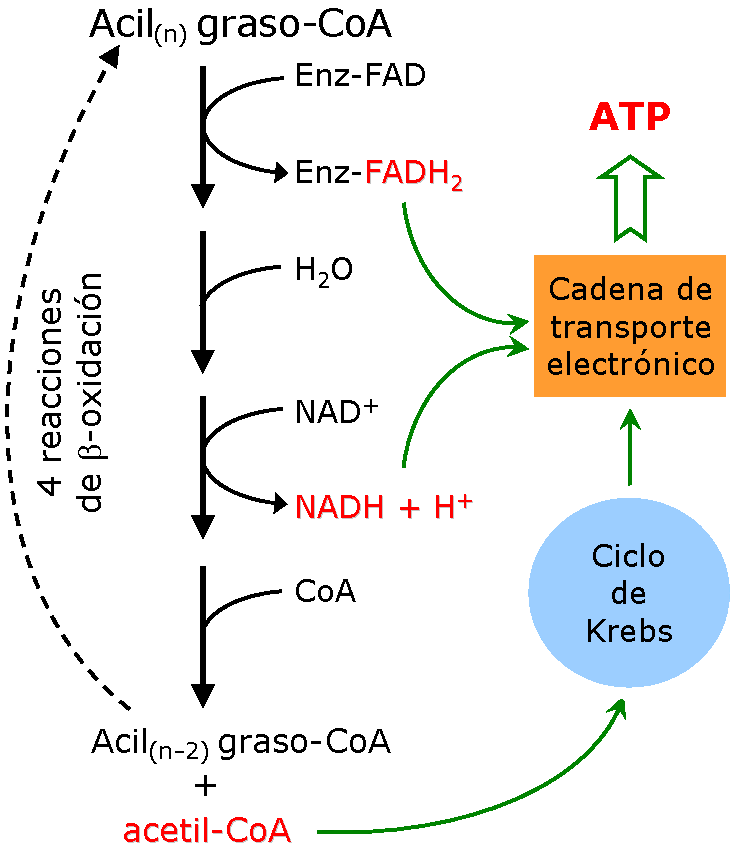 esquema de la beta-oxidación