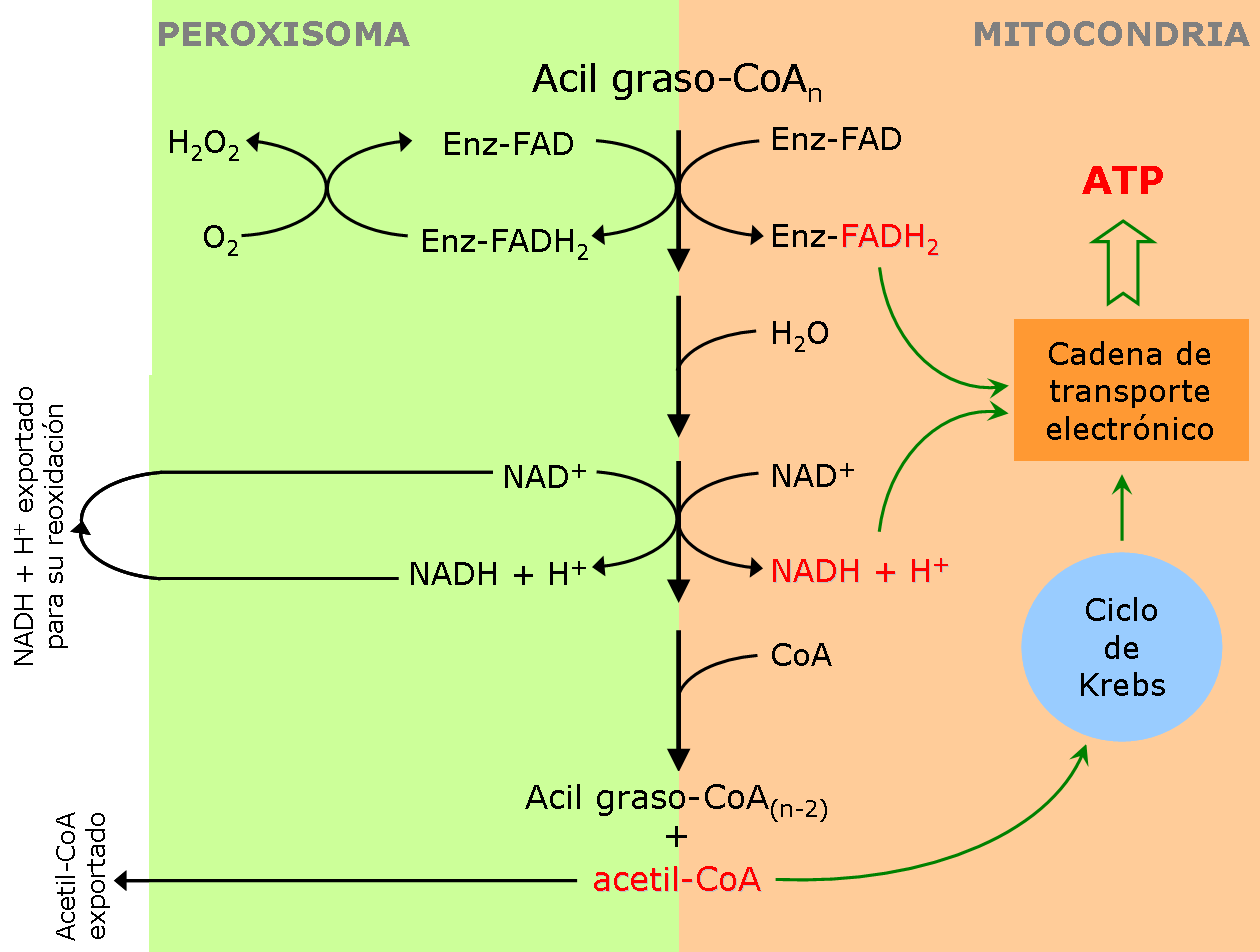 Comparacin beta-oxdacin