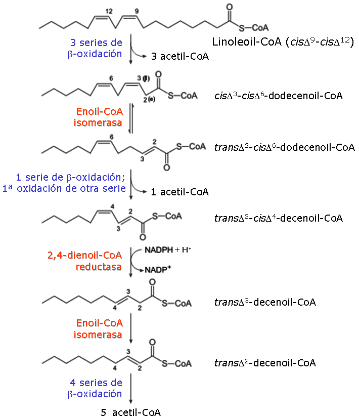 beta-oxidacin de cidos grasos poliinsaturados