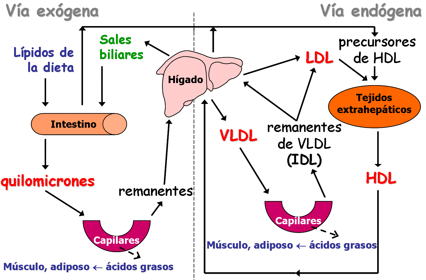 papel de las lipoprotenas