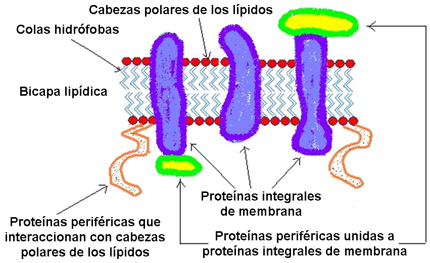 proteínas de membrana