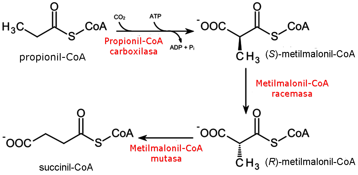 metabolismo del propionil-CoA