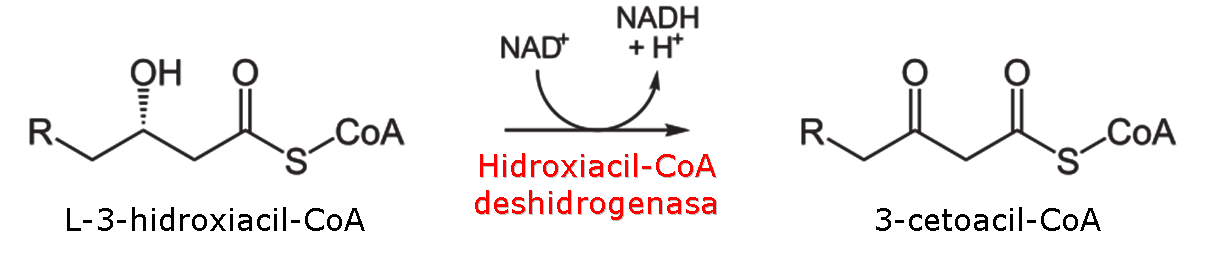 3 reaccin de la beta-oxidacin