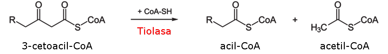 4 reaccin de la beta-oxidacin