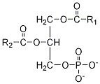 estructura del fosfatídico
