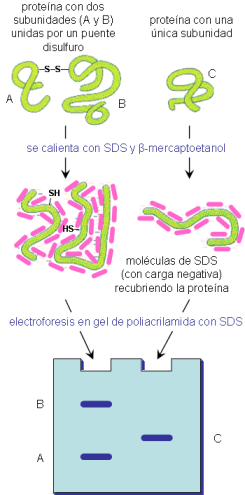 unión del SDS a las proteínas y movilidad en la electroforesis