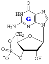 estructura del cGMP