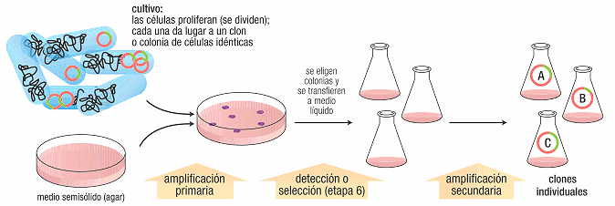 Clonación etapas 5 y 6