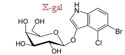 X-gal