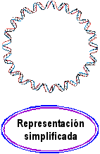 DNA circular