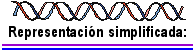 DNA lineal