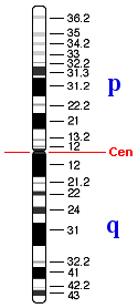 Idiograma del cromosoma 1