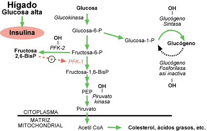 Regulación de la PFK-1 por PFK-2 en hígado 