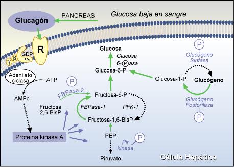 El glucagon actua via AMPc