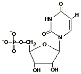Structural formula that includes a pentose sugar,  ribose,  a phosphate 
group, and a nitrogenous base. 
