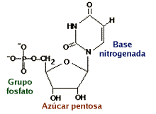 Structural formula that includes a pentose sugar,  ribose,  a
phosphate group, and a nitrogenous base. 