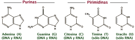 Diagram of 2 purines: 
Adenine (A) and Guanine (G), both used in the formation of DNA &
RNA and 3 Pyrimidines: Cytosine (C) used in the formation of both
DNA & RAN, Thymine (T) used in the formation of  DNA only and
Uracil (U) used in the formation of RNA only. 