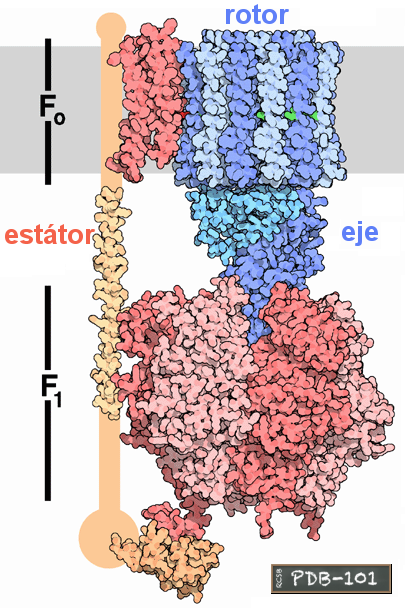diagrama de la estructura molecular del complejo