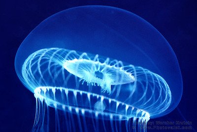 Aequorea victoria, medusa de cristal -- foto de Vern Krutein en flickr