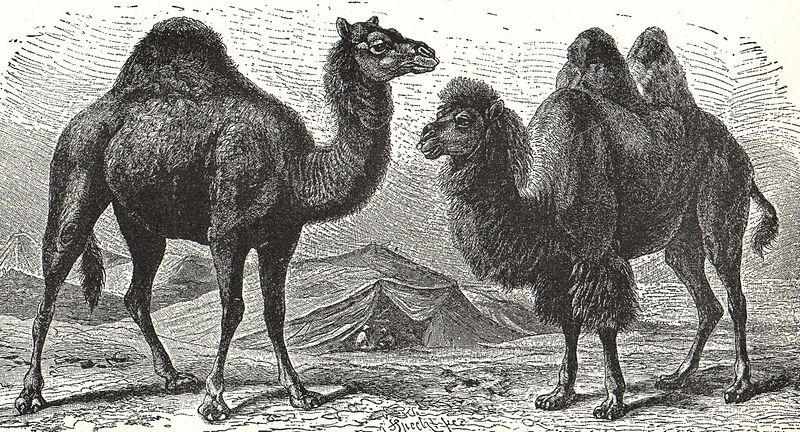 dromedario y camello