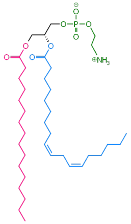 estructura de una fosfatidiletanolamina