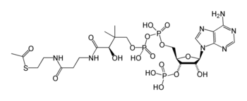 estructura del acetil-coenzima A