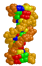 modelo de ADN
