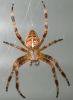 Araneus diadematus