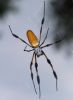 Nephila clavipes
