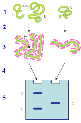 unión del SDS a las proteínas y movilidad en la electroforesis