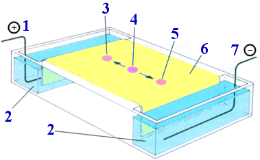 esquema de cubeta de electroforesis horizontal 